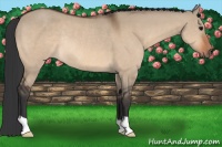 Horse Color:Bay Dun Rabicano 