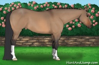 Horse Color:Bay Dun