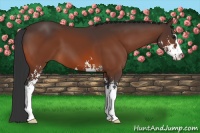 Horse Color:Bay Sabino 