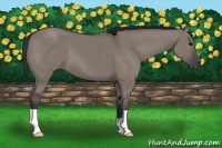 Horse Color:Grullo 