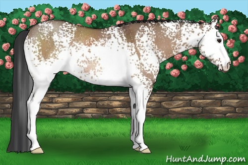 Horse Color: White Spotted Bay Dun Rabicano 