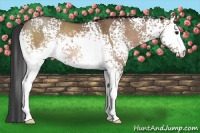Horse Color:White Spotted Bay Dun Rabicano