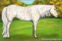 Horse Color:Palomino Near Leopard 