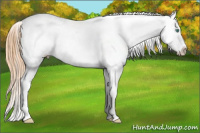 Horse Color:Buckskin Pearl Appaloosa 