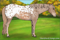 Horse Color:Chestnut Appaloosa