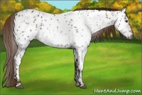 Horse Color:Gray Chestnut Near Leopard 
