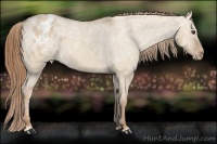 Horse Color:Red Dun Ice Appaloosa 