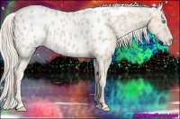 Horse Color:Cremello Near Leopard 
