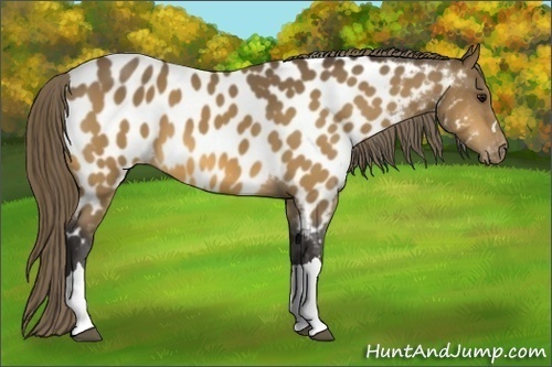 Horse Color: Buckskin Near Leopard 