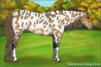 Horse Color:Buckskin Near Leopard 