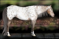 Horse Color:Gray Amber Champagne Ice Blanket 