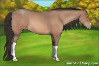 Horse Color:Amber Champagne 