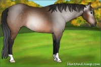 Horse Color:Gray Buckskin