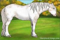 Horse Color:White Spotted Chocolate Palomino Roan Pearl Frame Blanket Rabicano 