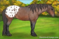 Horse Color:Bay Appaloosa 