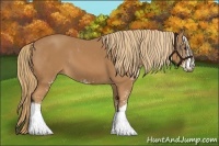 Horse Color:Chestnut Sabino 