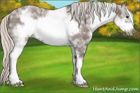 Horse Color:White Spotted Silver Blue Roan Frame Appaloosa 