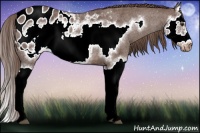 Horse Color:Liver Red Roan Splash Frame Appaloosa Rabicano