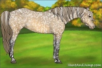 Horse Color:Buckskin Snowflake Varnish 