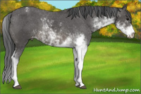 Horse Color:Brown Sabino Appaloosa