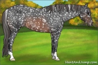 Horse Color:Brown Appaloosa 