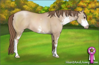 Horse Color:Grullo Pearl Sabino