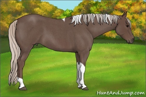 Horse Color:Silver Blue Roan Tobiano 