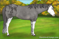 Horse Color:Black Splash Appaloosa 