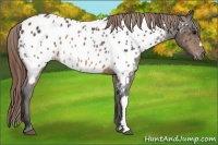 Horse Color:Buckskin Near Leopard Rabicano 