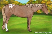 Horse Color:Chestnut Appaloosa