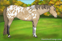 Horse Color:Buckskin Sabino Tobiano Appaloosa Rabicano