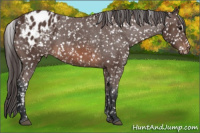 Horse Color:Brown Appaloosa