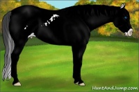 Horse Color:White Spotted Black Splash Appaloosa 