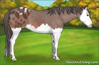 Horse Color:Bay Splash Appaloosa 
