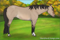 Horse Color:Bay Dun Sabino Rabicano