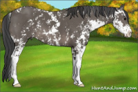 Horse Color:Black Sabino 