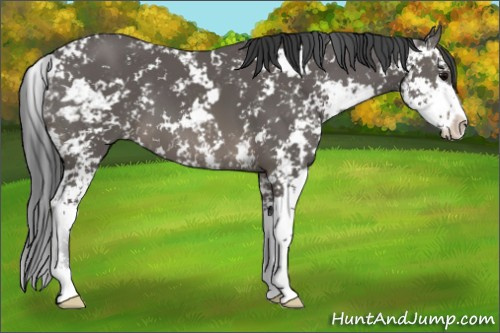 Horse Color: Black Sabino 
