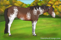 Horse Color:White Spotted Bay 