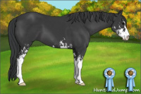 Horse Color:Black Sabino 