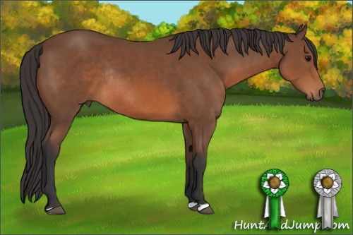 Horse Color: Bay Rabicano 