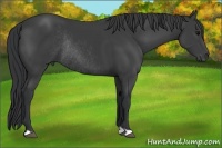 Horse Color:Black Rabicano 
