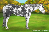 Horse Color:Black Sabino Rabicano