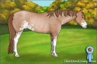 Horse Color:Bay Pearl Sabino Rabicano 