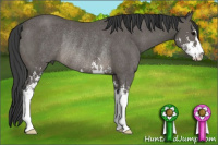 Horse Color:Black Sabino Rabicano