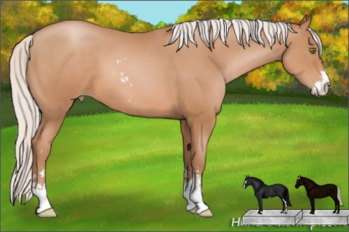 Horse Color: Silver Bay Pearl Sabino 