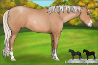 Horse Color:Silver Bay Pearl Sabino