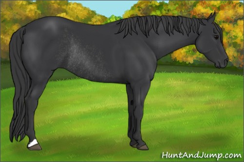 Horse Color: Brown Rabicano 