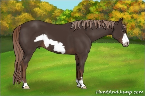 Horse Color: Liver Chestnut Frame 