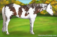 Horse Color:White Spotted Liver Chestnut Splash 