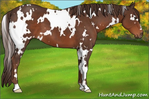 Horse Color:White Spotted Liver Chestnut 